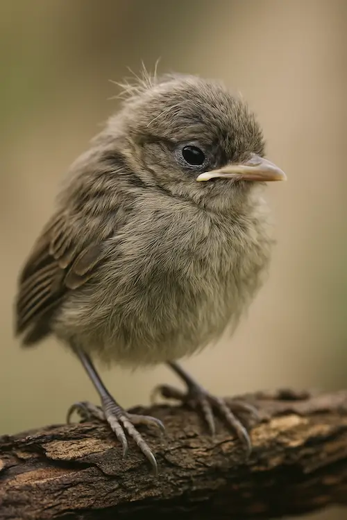 zielig-vogeltje Klein vogeltje met neerhangende vleugels en een verdrietige blik, symbool voor het gevoel “ik ben niet goed genoeg”, zittend alleen op een tak